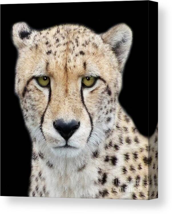 Cheetah Canvas Print featuring the photograph Cheetah by Lynn Bolt