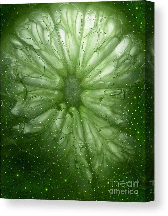 Cosmic Canvas Print featuring the photograph Cosmic Lime by Janeen Wassink Searles