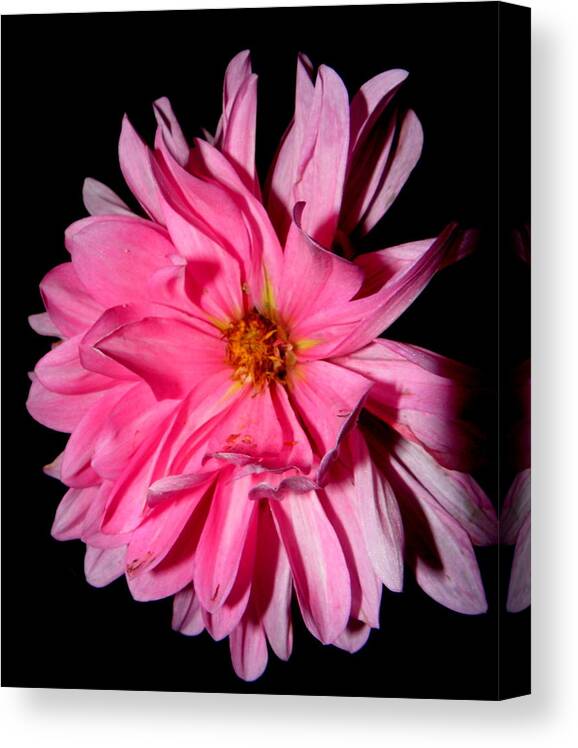Dahlia Canvas Print featuring the photograph Dahlia dressed in pink by Kim Galluzzo