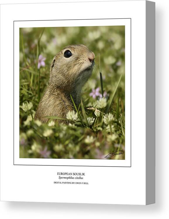Ground Squirrel Canvas Print featuring the digital art European Souslik by Owen Bell