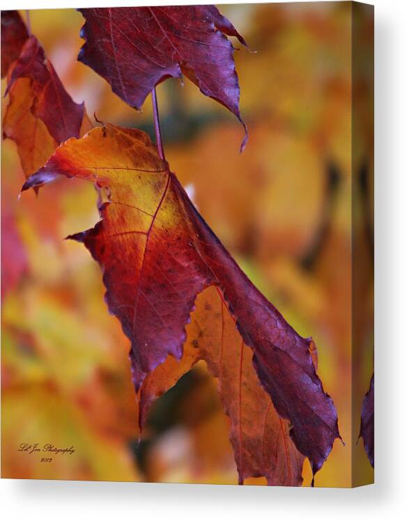 Autumn Canvas Print featuring the photograph Fall Leaf by Jeanette C Landstrom