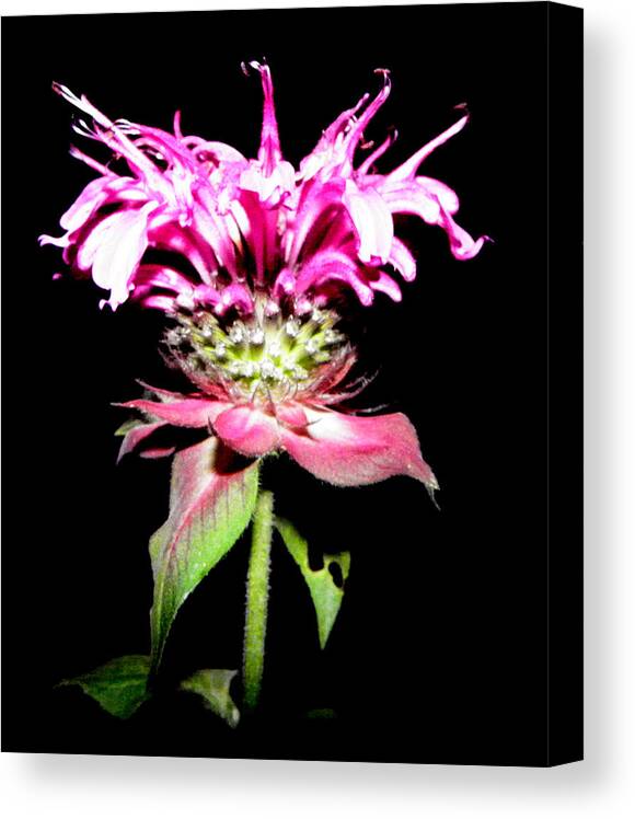 Frilly Canvas Print featuring the photograph Frill At Night by Kim Galluzzo