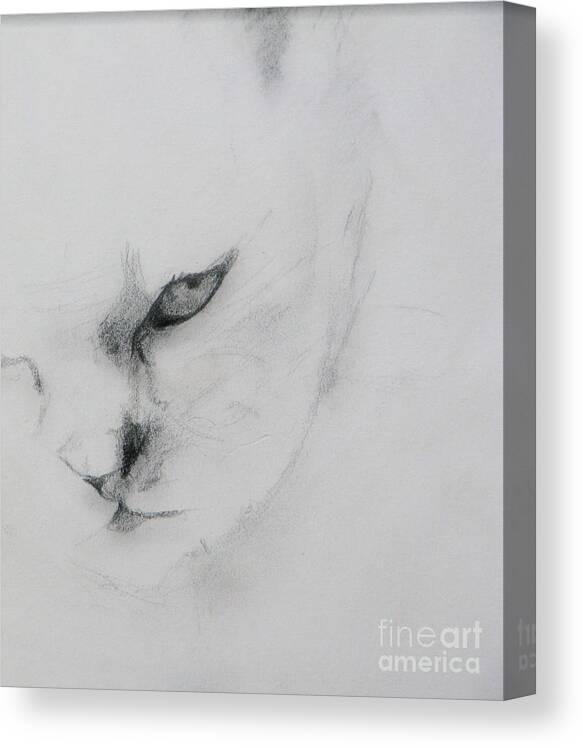 Cat Canvas Print featuring the drawing Ghost Cat by Rory Siegel