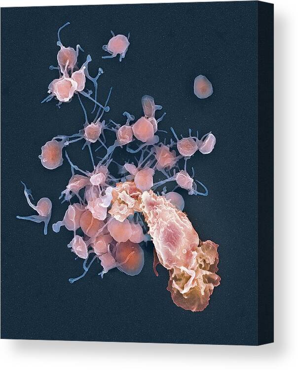 Platelet Canvas Print featuring the photograph Human Blood Cells, Sem by 