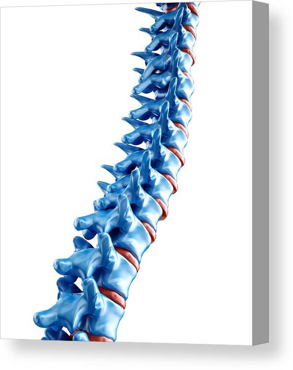 Vertical Canvas Print featuring the digital art Human Spine, Artwork by Andrzej Wojcicki