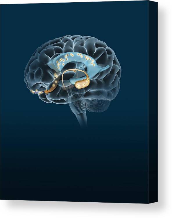 Brain Canvas Print featuring the photograph Neurogenesis, Artwork by Henning Dalhoff
