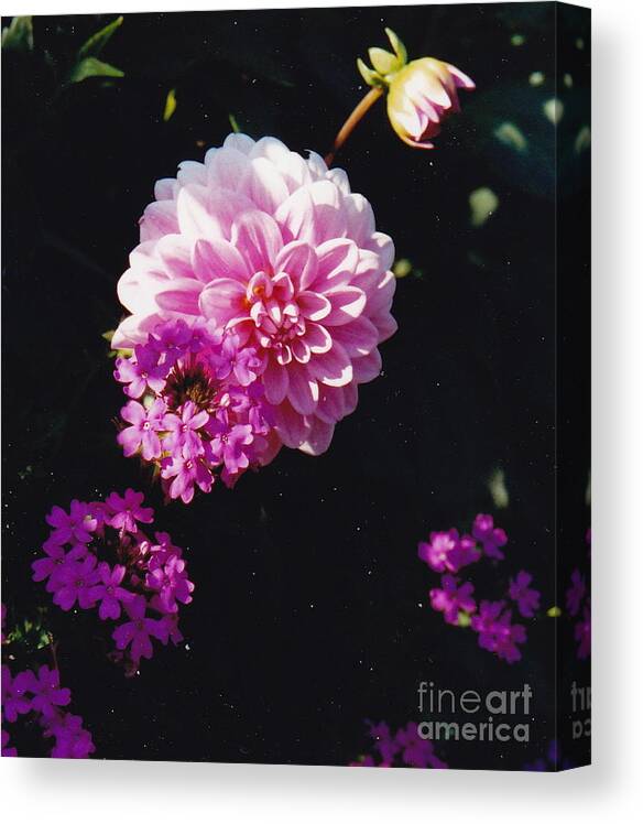 Pink Flowers Canvas Print featuring the photograph Pinkish Purplish by Barbara Plattenburg