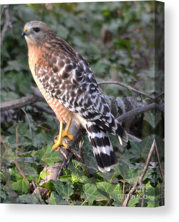 Bird Canvas Print featuring the photograph Red Shoulder Hawk by Mary Rogers