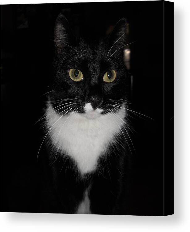 Cat Canvas Print featuring the photograph She's Got Bette Davis Eyes by Diannah Lynch