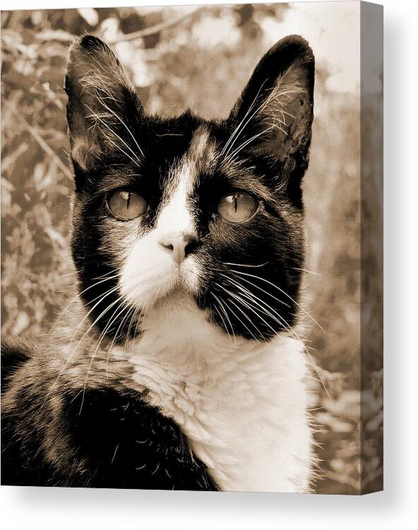 Cat Canvas Print featuring the photograph Souls Great and Small 2 by Rory Siegel