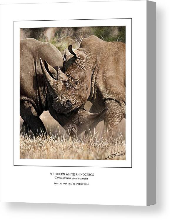 Rhinoceros Canvas Print featuring the digital art Southern White Rhinos Jousting by Owen Bell