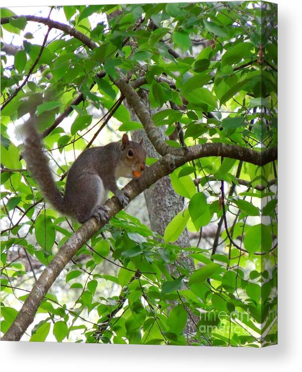 Squirrel Canvas Print featuring the photograph Squirrel with candy by Renee Trenholm