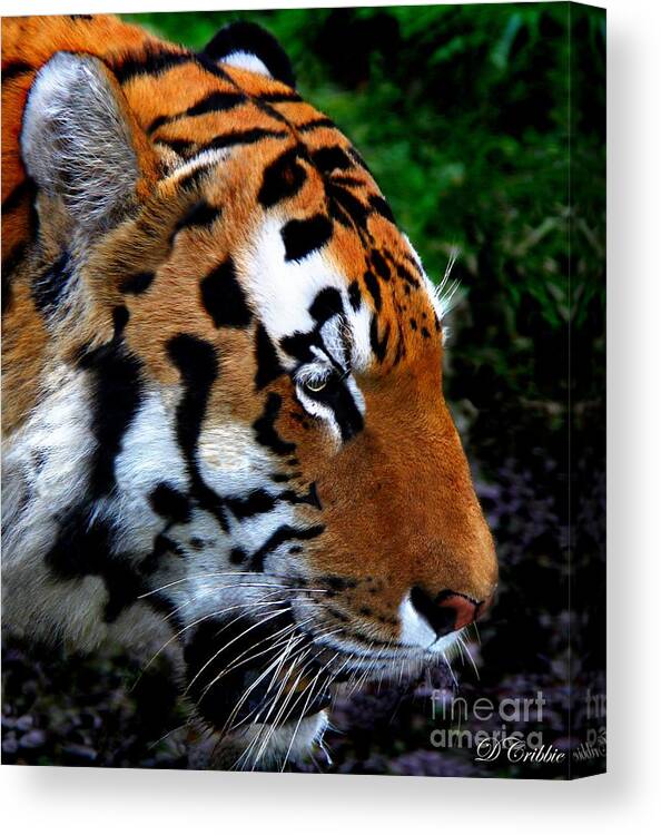 Tiger Canvas Print featuring the photograph Sumatran Strength by Davandra Cribbie