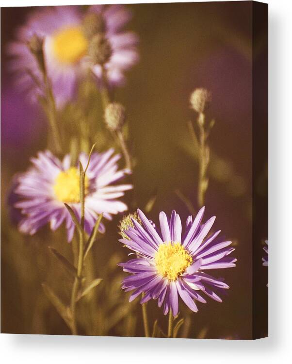 Purple Daisy Canvas Print featuring the photograph Vintage Violet by Saija Lehtonen