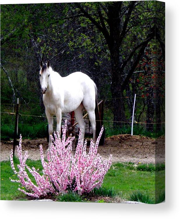White Horse Canvas Print featuring the photograph White Beauty beyond pink by Kim Galluzzo