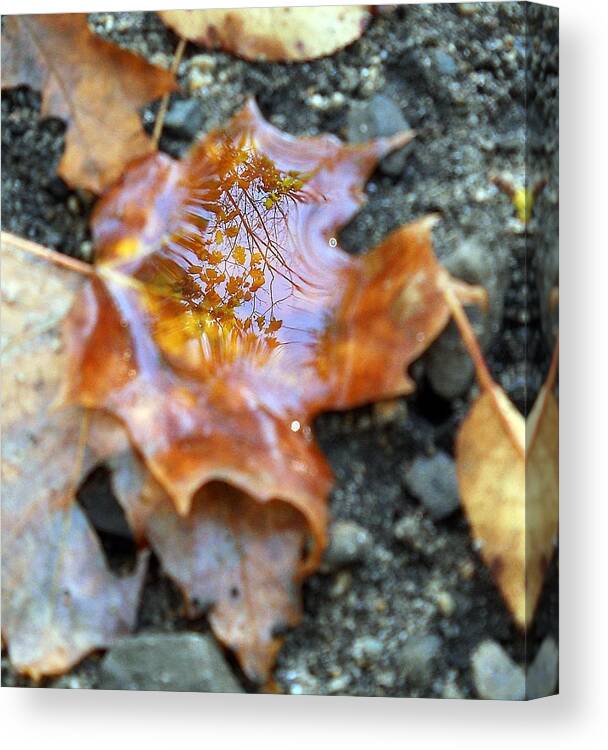 Leaves Canvas Print featuring the photograph Autumn Leaves #1 by Wolfgang Schweizer