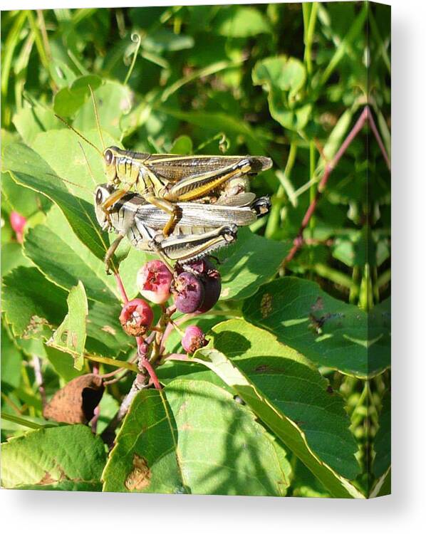 Partners Canvas Print featuring the photograph Grasshopper Love by 'REA' Gallery