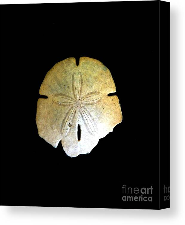 Sand Dollar Print Canvas Print featuring the photograph Sand Dollar by Fred Wilson