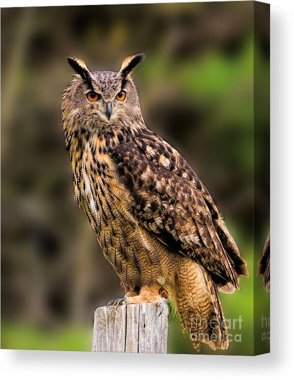 Birds Canvas Print featuring the photograph Eurasian Eagle Owl perched on a post by Les Palenik