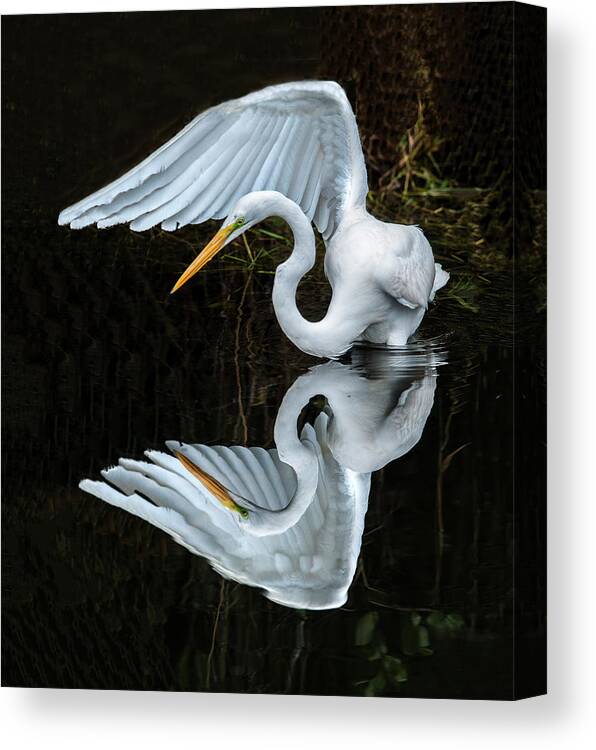 Wildlife Canvas Print featuring the photograph Great Egret Reflection #3 by William Bitman