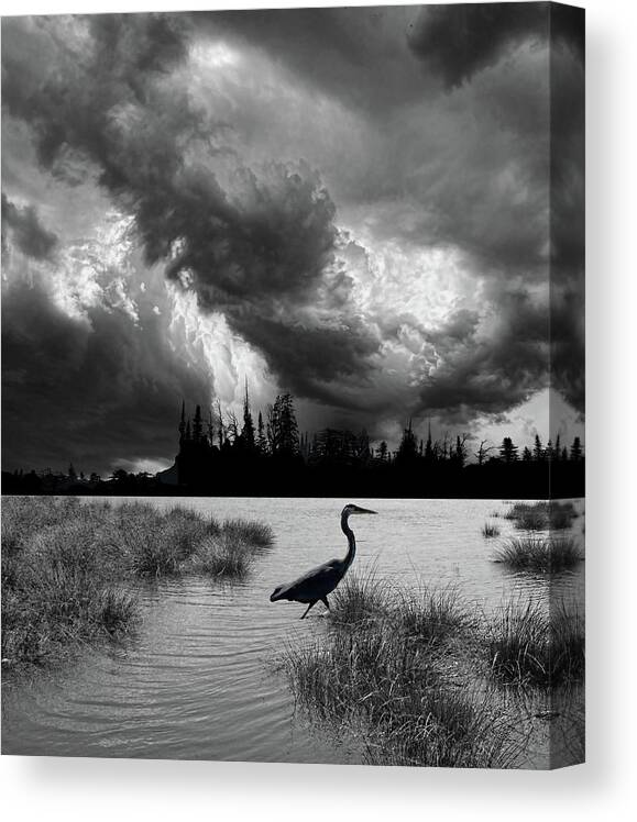 Heron Canvas Print featuring the photograph 4620 by Peter Holme III
