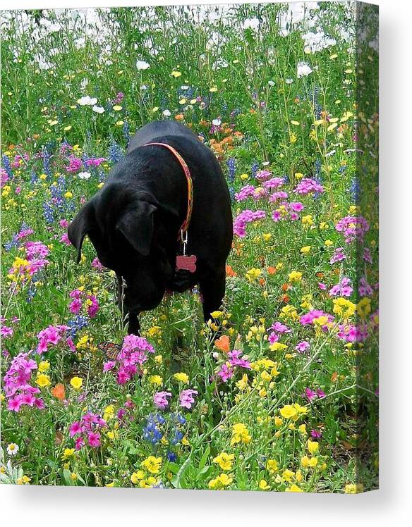 Dog Canvas Print featuring the photograph Ms. Raisin #5 by Terry Burgess
