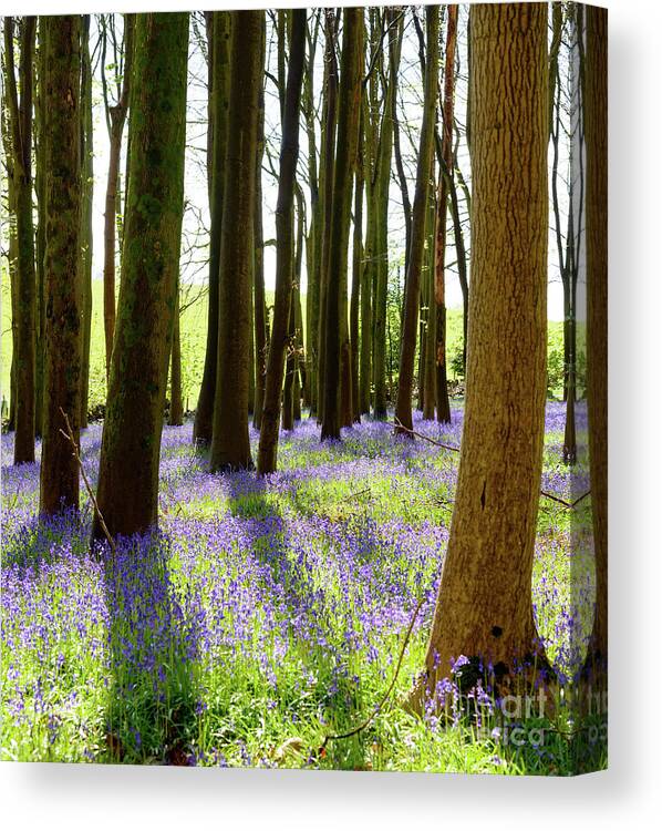 Bluebells Canvas Print featuring the photograph Bluebell Woods #6 by Colin Rayner