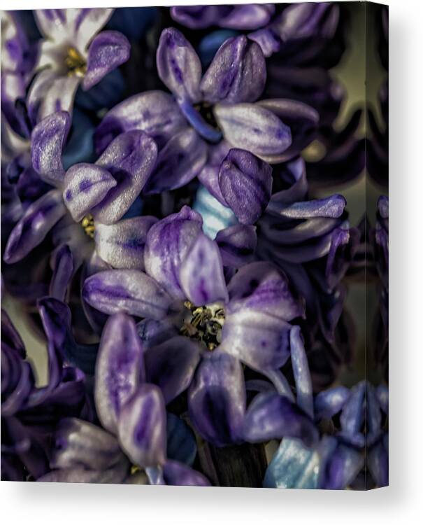 Hyacinth Canvas Print featuring the photograph Hyacinth #9 by Robert Ullmann