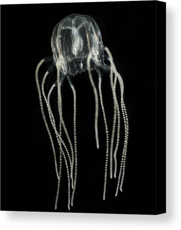 Jellyfish Canvas Print featuring the photograph Jellyfish #9 by Mariel Mcmeeking