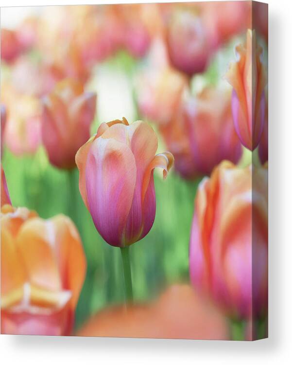 Beautiful Canvas Print featuring the photograph A bed of tulips is a feast for the eyes. by Usha Peddamatham