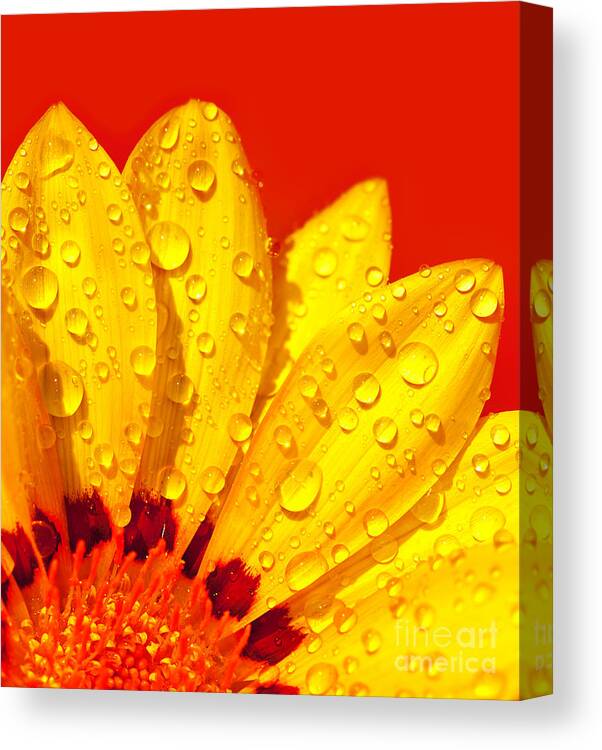 Abstract Canvas Print featuring the photograph Abstract flower petals by Anna Om