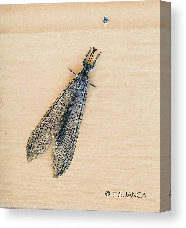 Ant Lion Adult Canvas Print featuring the photograph Ant Lion Adult by Tom Janca
