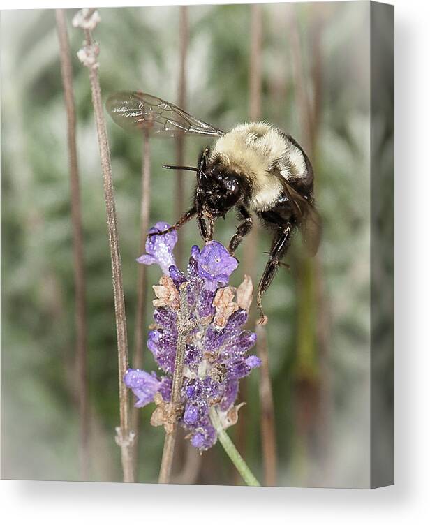 Bee Canvas Print featuring the photograph Bee lands on lavender by Len Romanick
