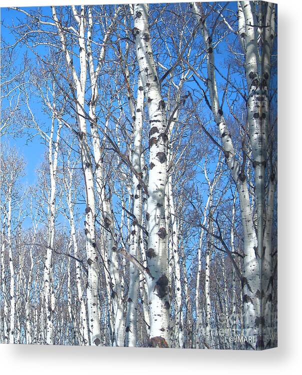 #print #photograph #nature #yamnuska #cochranealberta #zeus #snow #birchtrees #outdoors Canvas Print featuring the photograph Birch Sky by Jacquelinemari