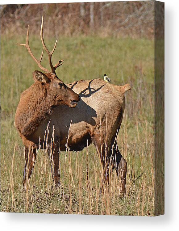 Elk Canvas Print featuring the photograph Bird On My Back by Alan Lenk