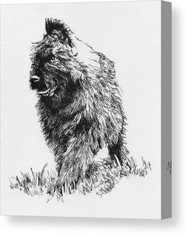 Bouvier Canvas Print featuring the drawing Bouvier Pup by Patrice Clarkson
