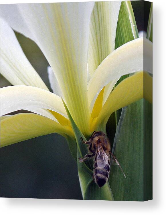 Yellow Iris Canvas Print featuring the photograph Busy Bee by Kami McKeon