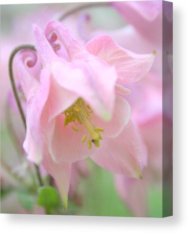 Flower Canvas Print featuring the photograph Cotton Candy by Julie Lueders 