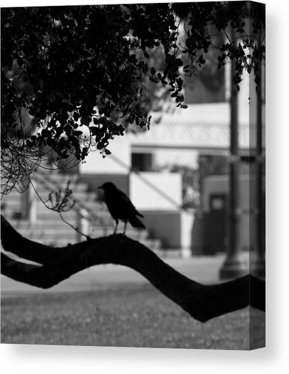 Crow Cameo Canvas Print featuring the photograph Crow Cameo by Kandy Hurley