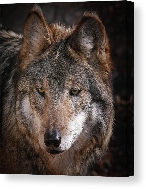 Wolf Canvas Print featuring the photograph Curious Sancho by Elaine Malott