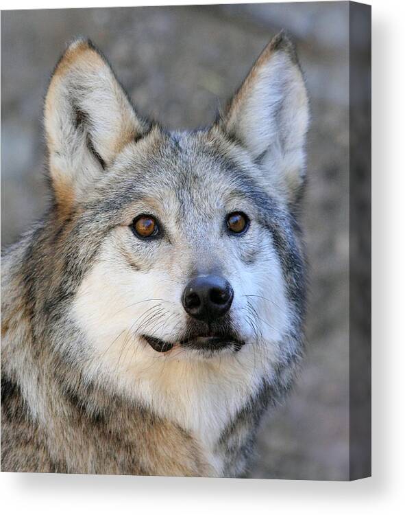 Mexican Grey Wolf Canvas Print featuring the photograph Curious Wolf by Elaine Malott