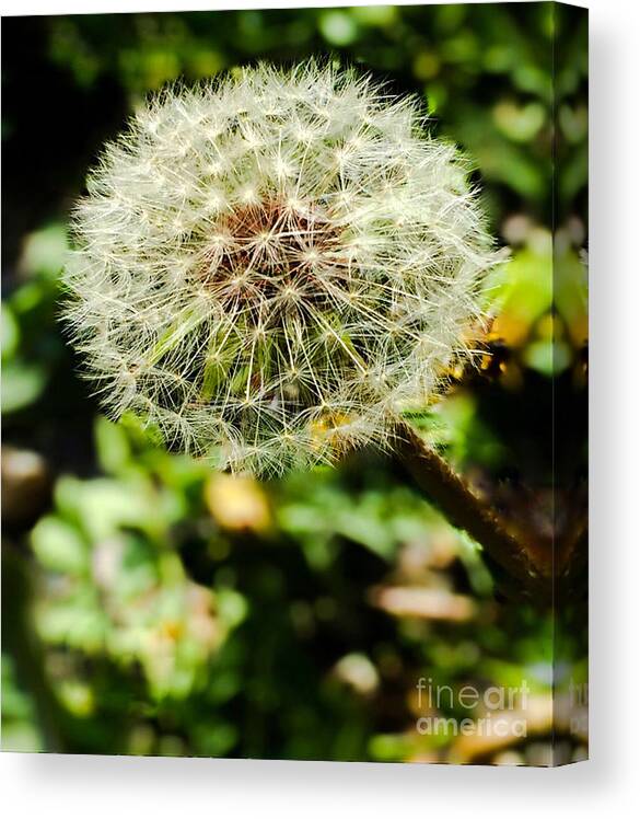 Dandelion Canvas Print featuring the photograph Wishful Dandelion Color by Beth Myer Photography