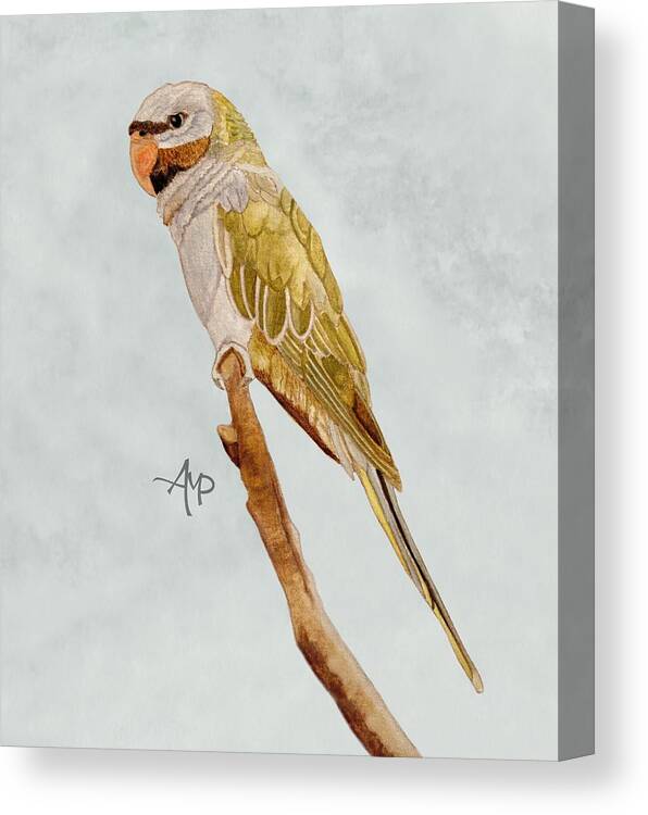 Lord Derby's Parakeet Canvas Print featuring the painting Derbyan Parakeet by Angeles M Pomata