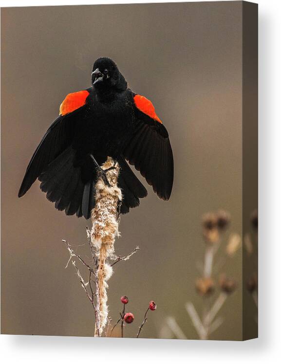 Bird Canvas Print featuring the photograph Displaying by Jody Partin