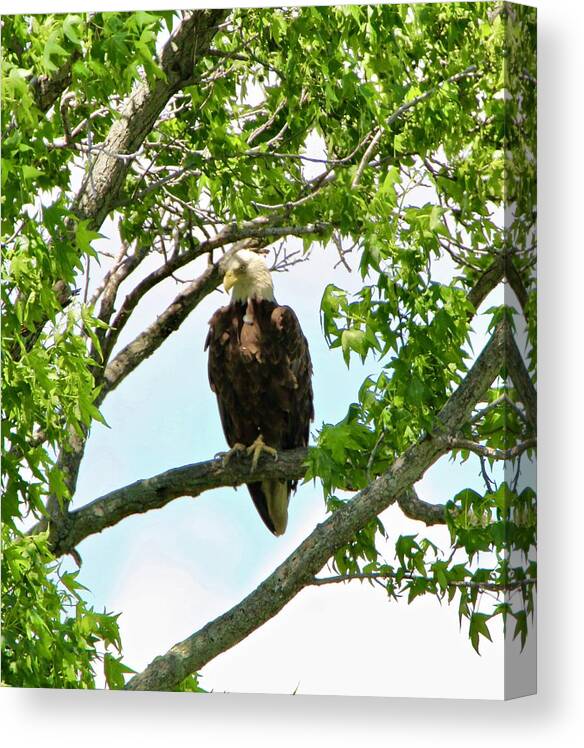 Bald Eagle Canvas Print featuring the photograph Eagle on Watch by Shawn M Greener