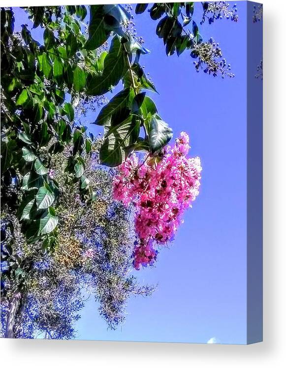 Flowering Tree Canvas Print featuring the photograph Floral Essence by Suzanne Berthier