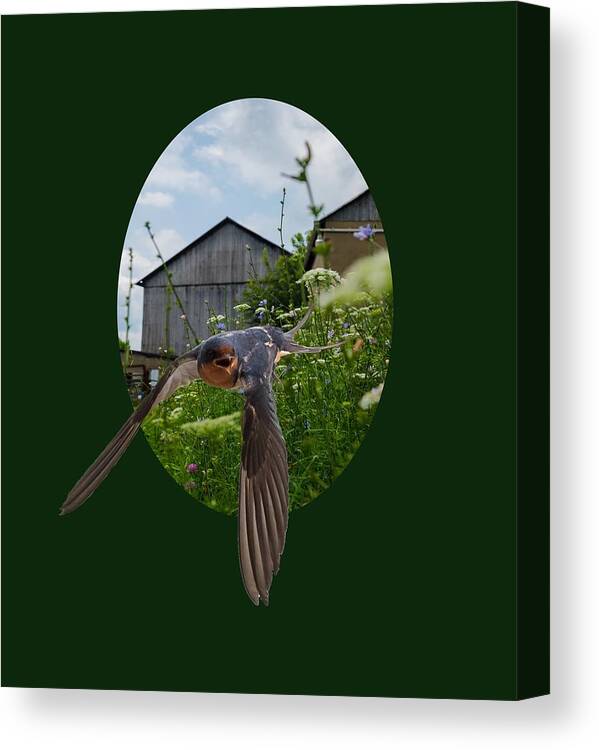 Barn Canvas Print featuring the photograph Flying Through The Farm by Holden The Moment