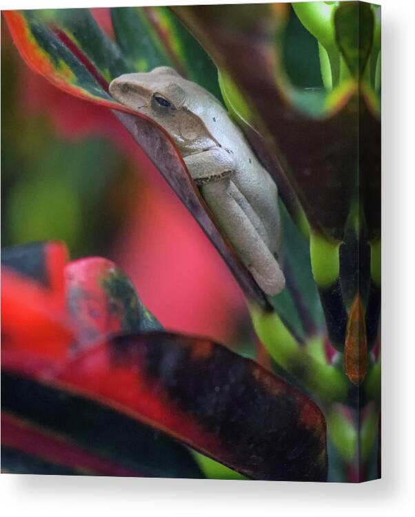 Frog Canvas Print featuring the photograph Frog 1378-051818-1cr by Tam Ryan