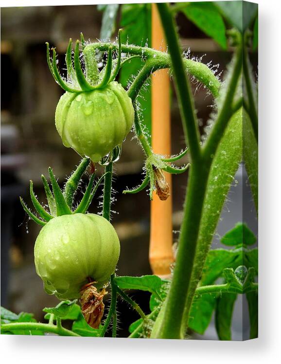 Plant Canvas Print featuring the photograph Future Lunch by Betty-Anne McDonald