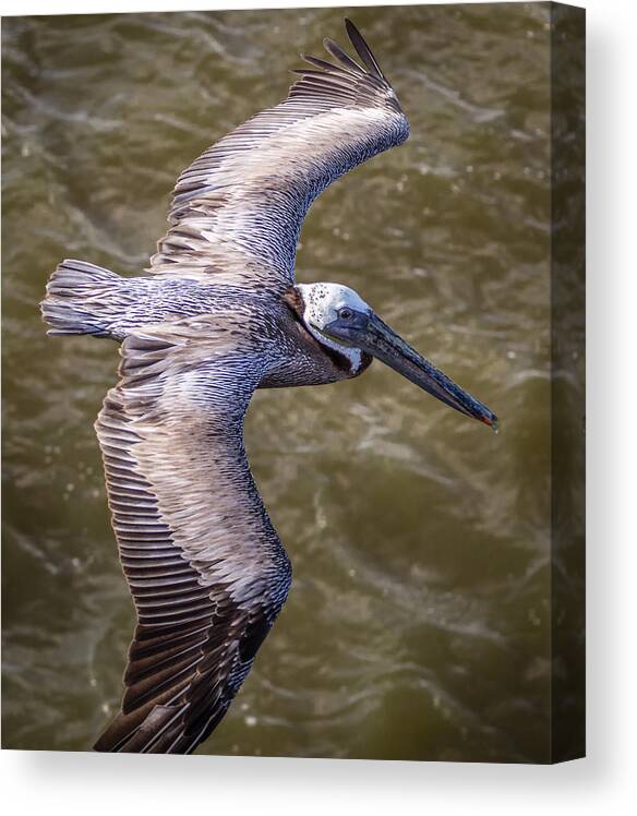 Screensaver Canvas Print featuring the photograph Galveston Pelican by Gregory Daley MPSA